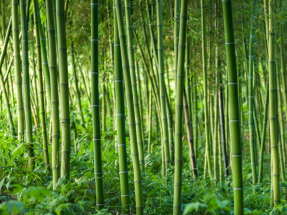 废竹检测分析