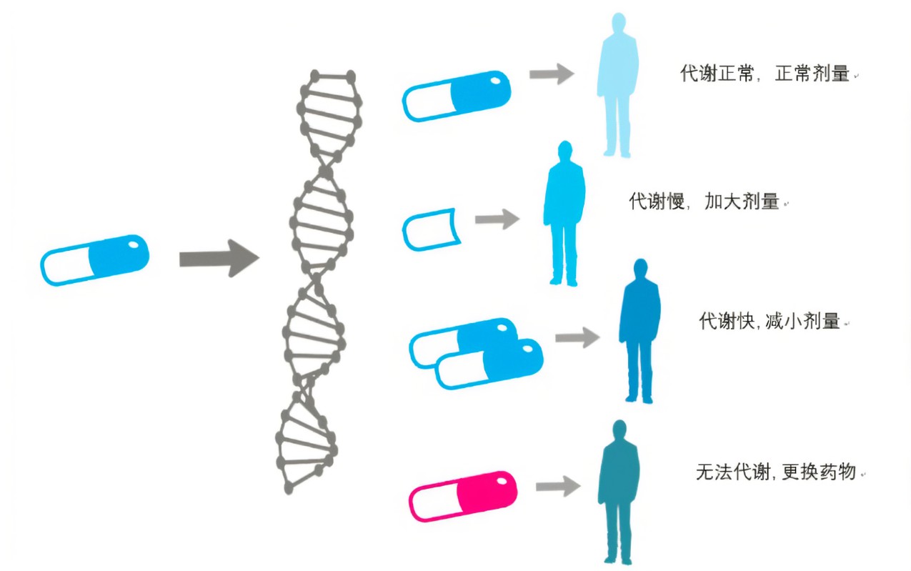 药效学研究